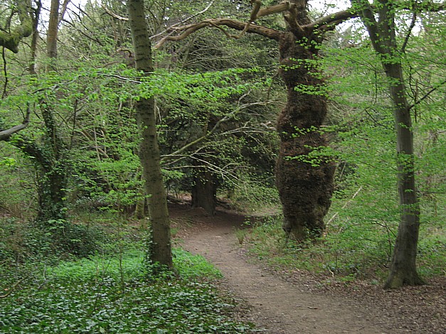 Hurst Woods April 2006