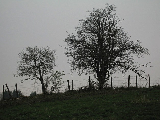 Hurst Woods April 2006
