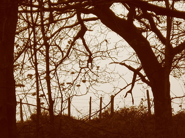 Hurst Woods April 2006