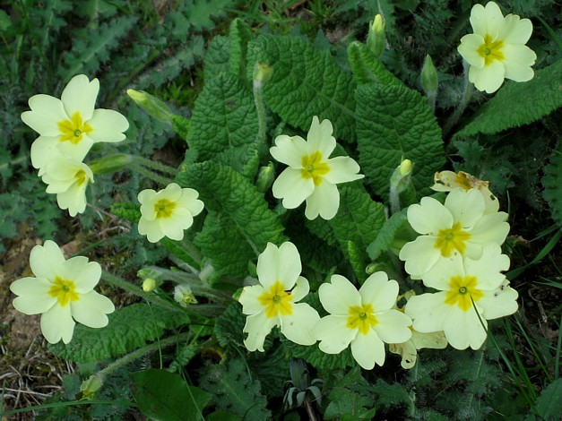 Hurst Woods April 2006