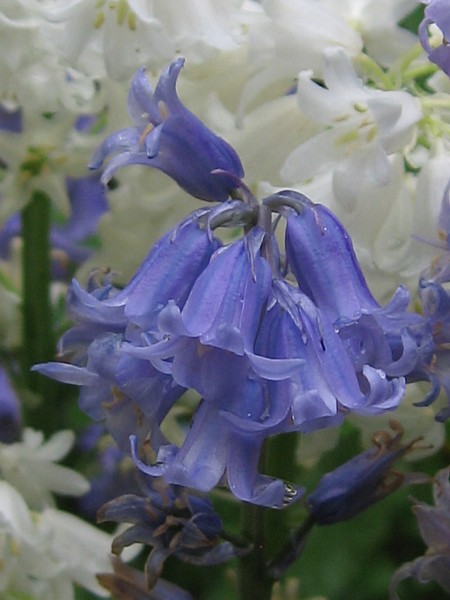 Hurst Woods May 2006