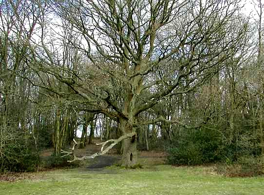 Tree in Happy Valley