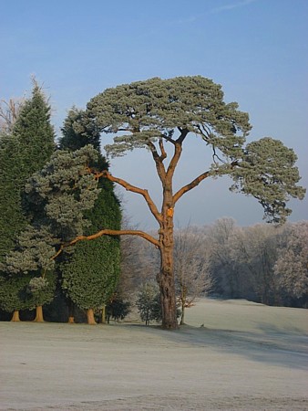 Rusthall Common