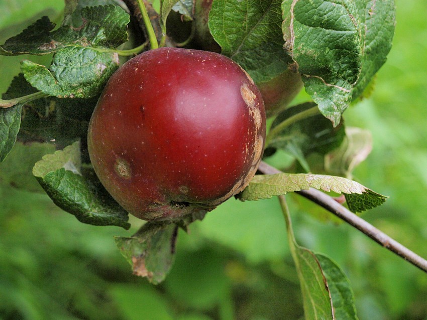 Apple