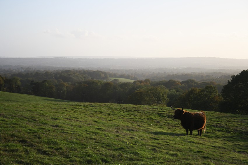 Landscape